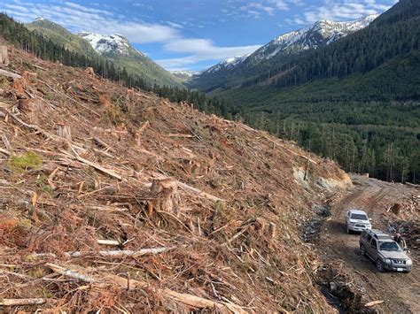 Bc Has Entered The Era Of Extreme Old Growth Logging We Must Stop It