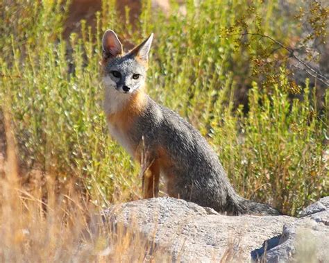 Gray Fox Mammals Wiki Fandom