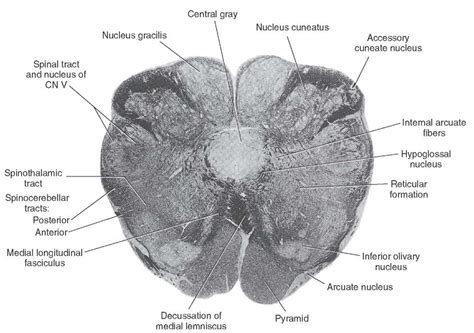 Brainstem I The Medulla Organization Of The Central Nervous System Part