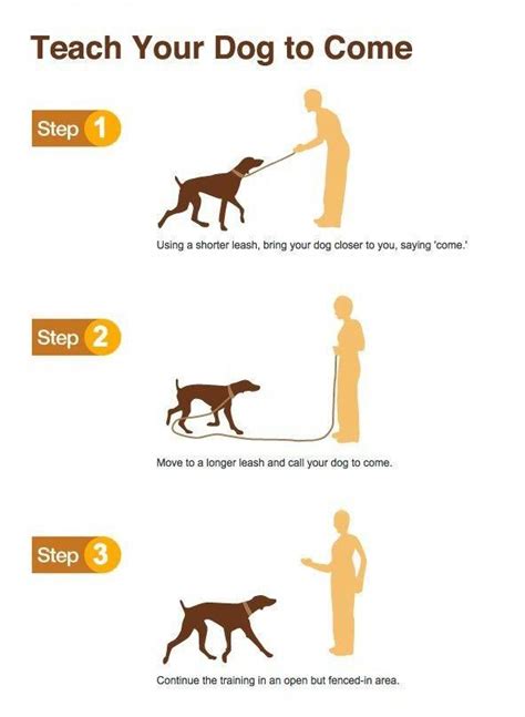 5 Key Dog Training Fundamentals Puppy Training Dog Training Obedience