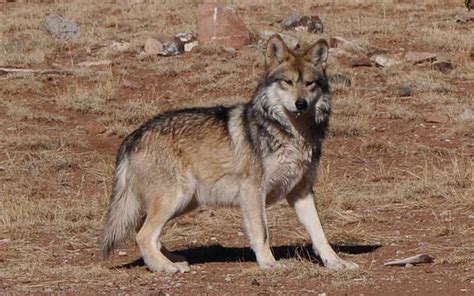Mexican Gray Wolves In Southern Utah Wildlife Officials Say No St