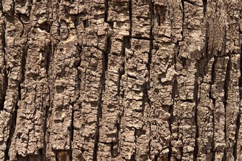 Tree Bark Stock Image Image Of Landscape Textured Cypress 14319697