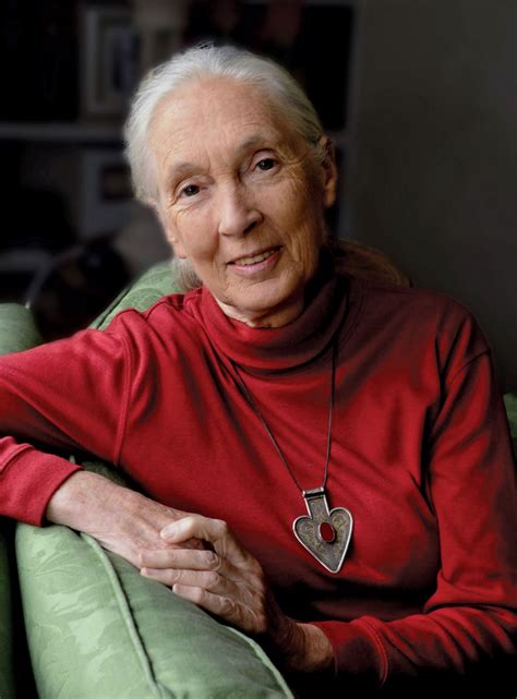 Jane Goodall Biography Awards Institute Books And Facts Britannica