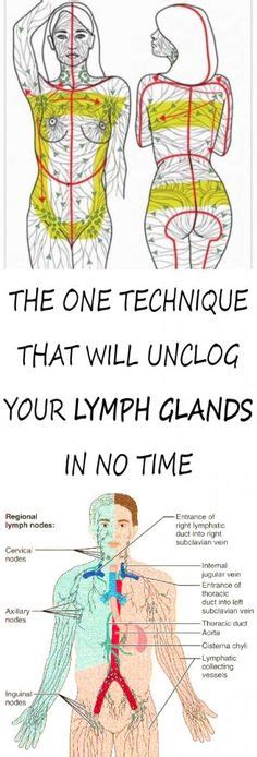 17 Best Lymph Images In 2019 Lymphatic System Health Tips Lymph Massage