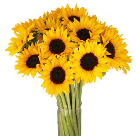 Small Sunflowers Albuquerque Florist