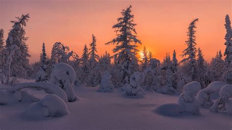 Snow Covered Fir Tree Forest During Sunset Nature Hd