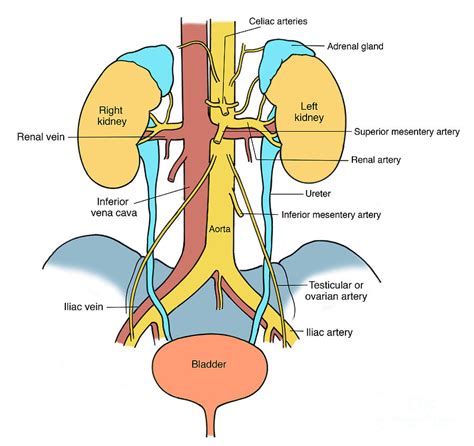 Illustration Of Urinary System 3 Photograph By Science Source Fine