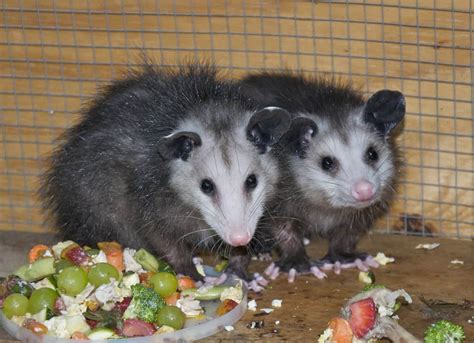 What Do Opossums Eat A Bit Of Everything Floofmania