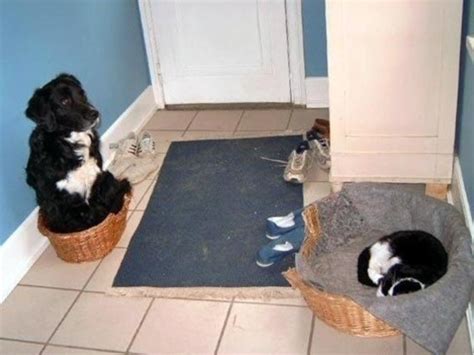 Dogs Beds Stolen By Cats