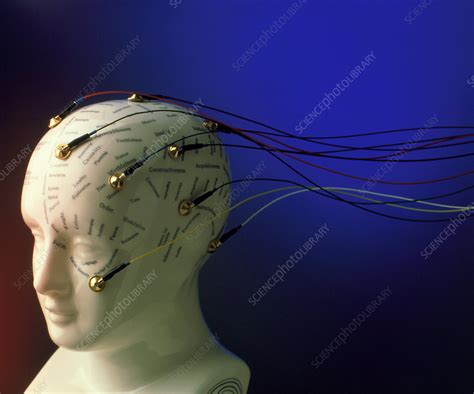 View Of Eeg Electrodes On A Model Phrenology Head Stock Image M400