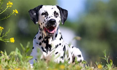 Dalmatian Breed Characteristics Care And Photos Bechewy