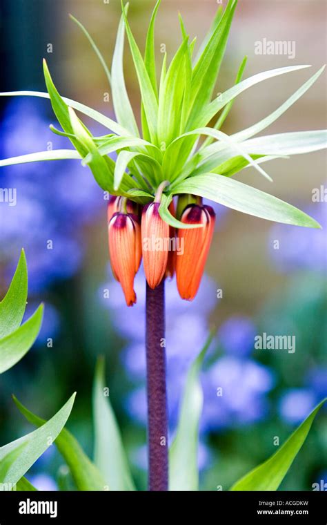 Fritillaria Imperialis Crown Imperial Flower Stock Photo Alamy