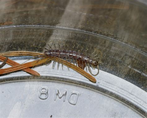 Stone Centipede Lithobiomorpha Sp A Photo On Flickriver