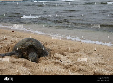 Green Sea Turtle At Haliewa Alii Beach Oahu Hawaii Stock Photo Alamy