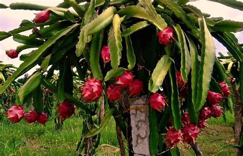 Dragon fruit looks like a soft pineapple with spikes, and can have either pink, red or yellow skin and dragon fruit contains a surprising number of phytonutrients.6 it is also loaded with antioxidants,7 and. Woman with cerebral palsy is family's inspiration | PWD ...