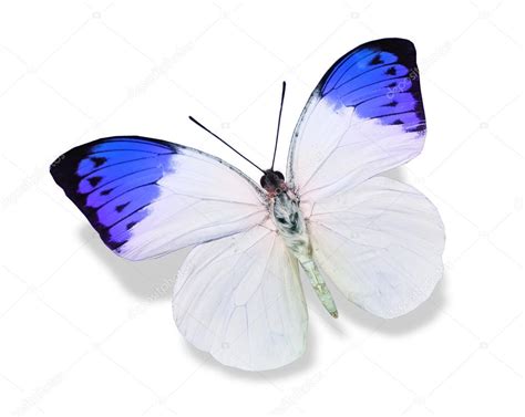 Blue And White Butterfly Stock Photo By ©suntiger 44054541