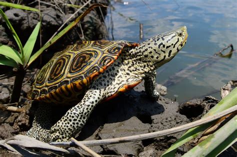 Turtles Of South Carolina South Carolina Partners In Amphibian And