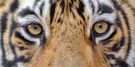 Images Of Tigers Eyes Close Up Of Bengal Tiger Eyes Stock Photo