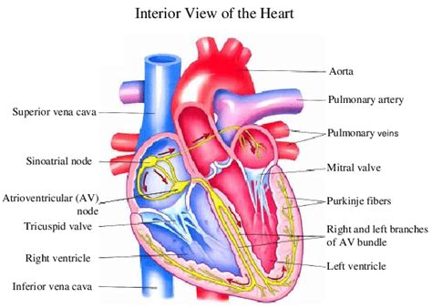 1 Shows The Heart Anatomy From The Anterior And Interior Views The