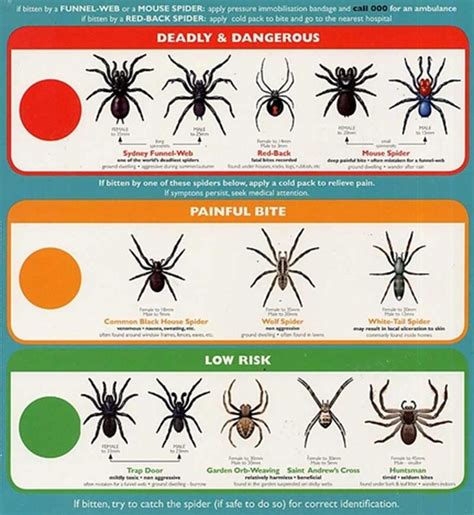 Pin By Emilia On Florida Types Of Spiders Spider Identification
