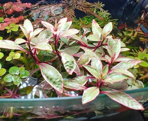 Ludwigia Inclinata Sp White Aquapets Kowloonaquarium