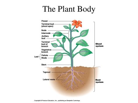 Ppt The Plant Body Powerpoint Presentation Id733925