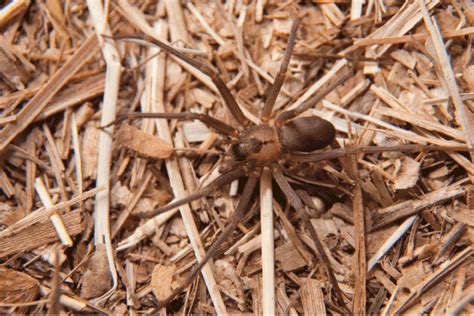 Five Interesting Facts About South Carolina Spiders Scouts Pest Control