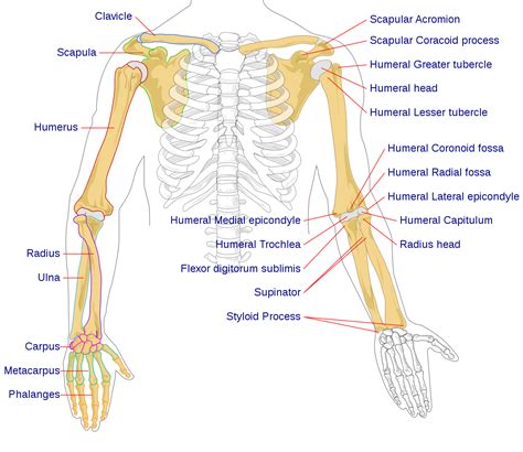 Learn about muscles of the arm with free interactive flashcards. File:Human arm bones diagram.svg - Wikipedia