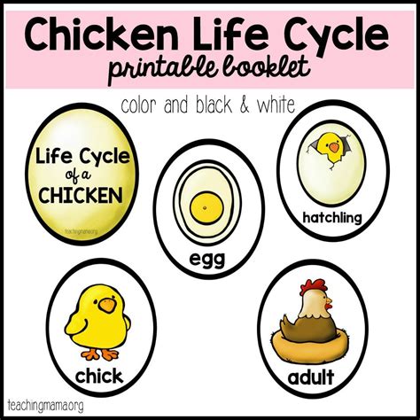 Free Printable Life Cycle Of A Chicken Worksheet