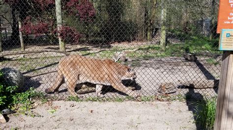 Cohanzick Zoo Cougar Zoochat