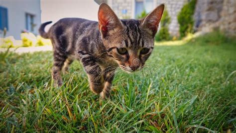 A Kitten Tabby Cat Chasing Prey Among The Greenery Stock Photo Image