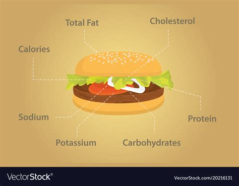 Hamburger Nutrition Fact Details With Flat Style Vector Image