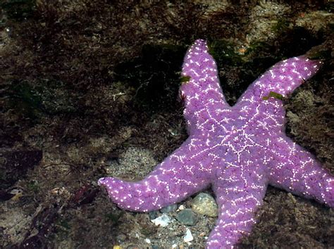 Common Purple Sea Star Stock Photos Pictures And Royalty Free Images