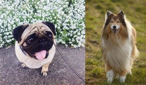 Pug Vs Collie Breed Comparison Mydogbreeds