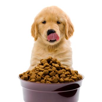 Let's start with the fun stuff. Dog food: To Eat or Not to Eat - Shinga