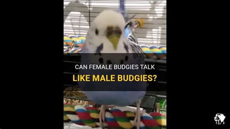 Can Female Budgies Talk Like Male Budgies Petshun