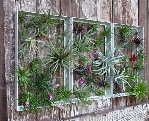 Living Wall Art Vertical Garden Frames By Airplantman
