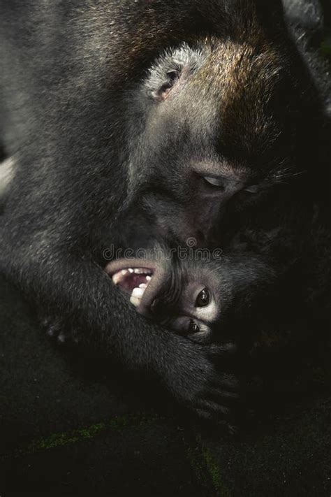 Monkey Kiss Stock Photo Image Of Monochrome Mammal 257602604