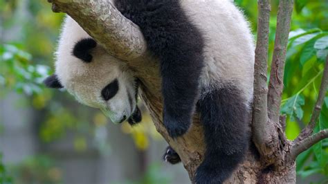 Panda Habitat Is Getting Smaller And More Fragmented Axios