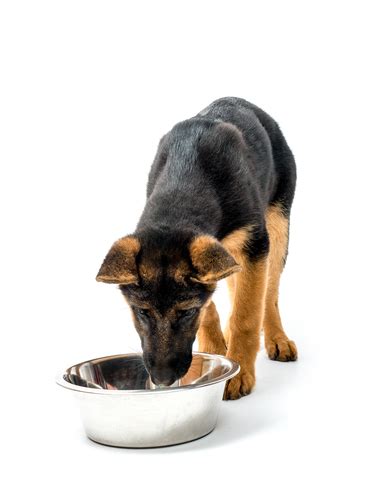 Best Dog Food For German Shepherds 8 Vet Recommended Brands