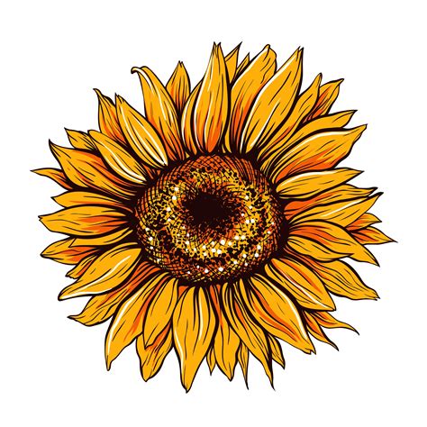 SunFlower SVG PNG AI file | Etsy
