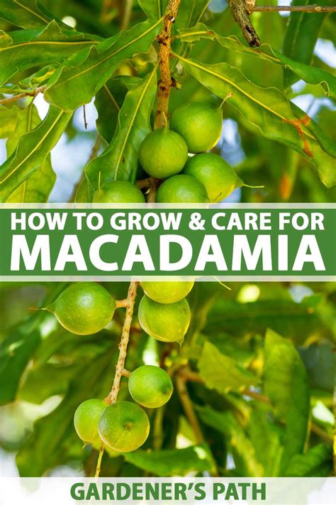 Macadamia Nut Tree Bios Pics