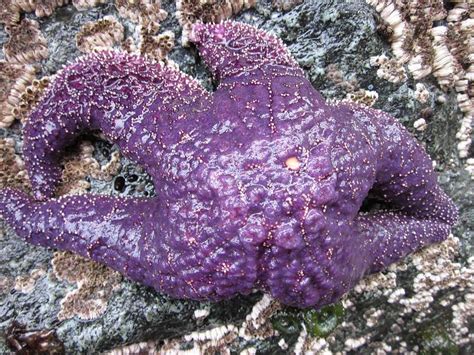 Purple Sea Star Photograph By Marianne Werner Pixels