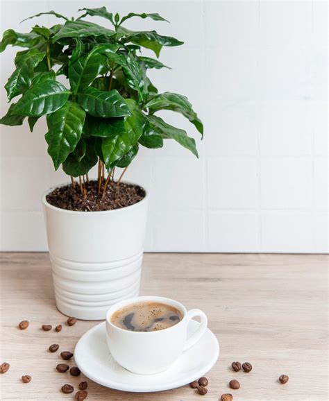 Coffee Plant 101 How To Care For Coffee Plants Bloomscape