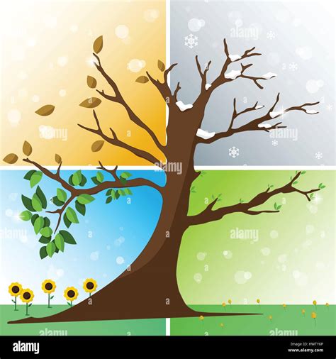 Four Seasons In One Tree Spring Summer Autumn Winter Vector