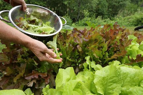 How To Harvest Lettuce Kellogg Garden Organics