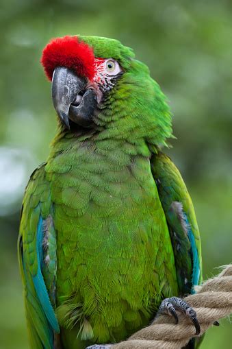 Green Military Macaw Stock Photo Download Image Now Istock