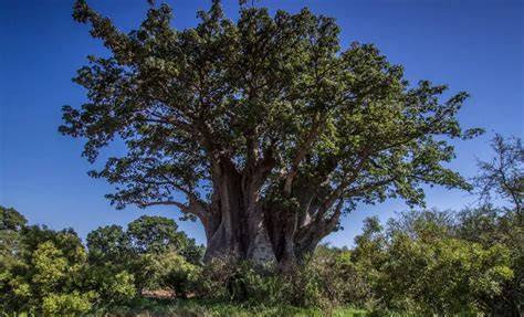 Baobab El árbol De La Vida Africano