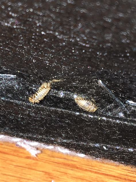 Found These Shed Skins In A Box Spring Bedbug Carpet Beetle Or
