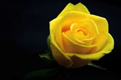 23 Gambar Bunga Mawar Kuning
